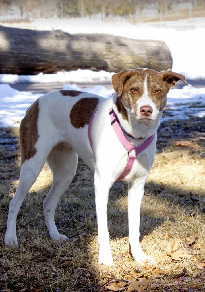 Felicity, Adoptable, Adult Female Pit Bull Terrier & Husky.