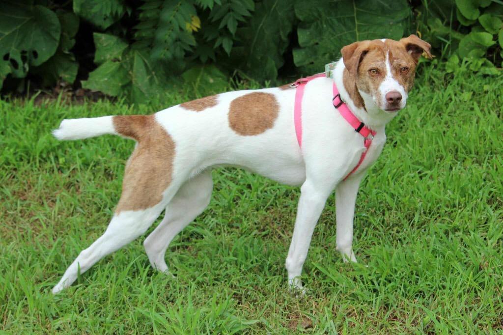 Felicity, Adoptable, Adult Female Pit Bull Terrier & Husky.