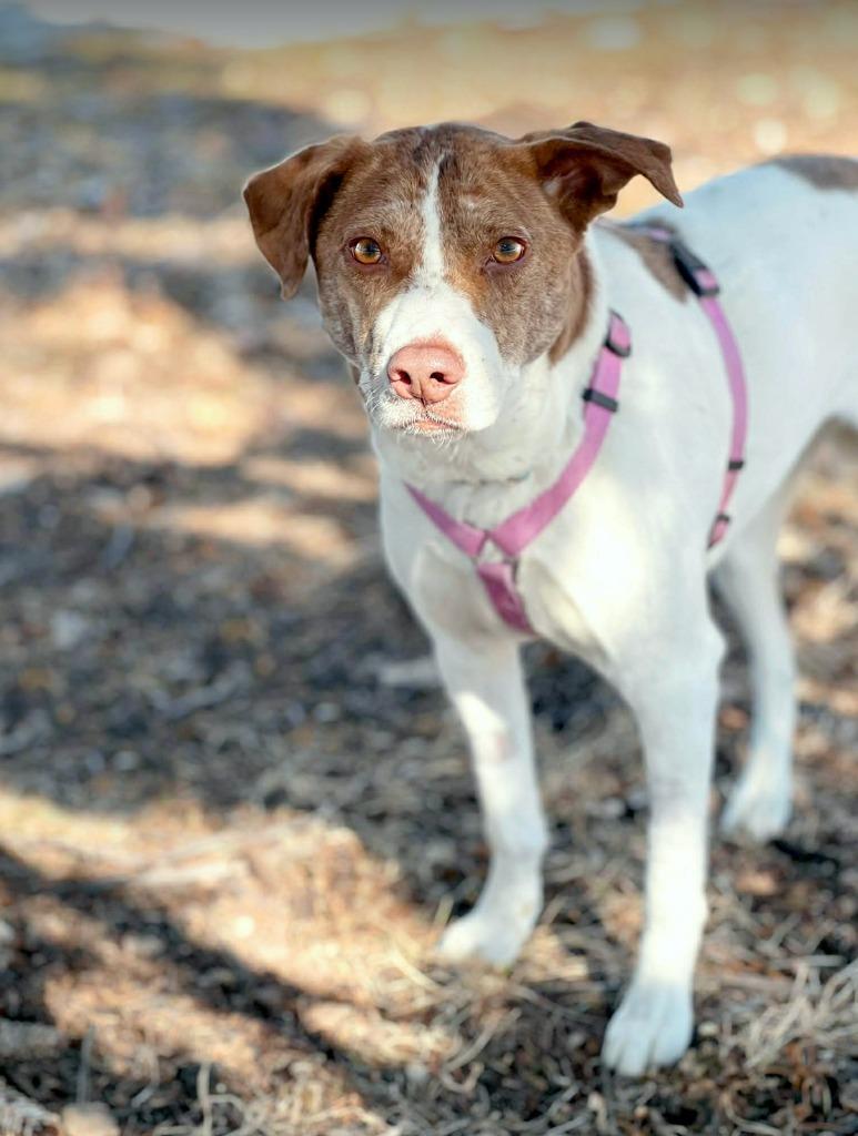 Enlarge Felicity, a Adoptable mixed breed in Savage, MN image 5/6