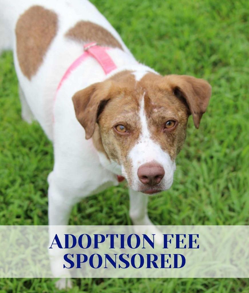 Enlarge Felicity, a Adoptable mixed breed in Savage, MN image 5/5