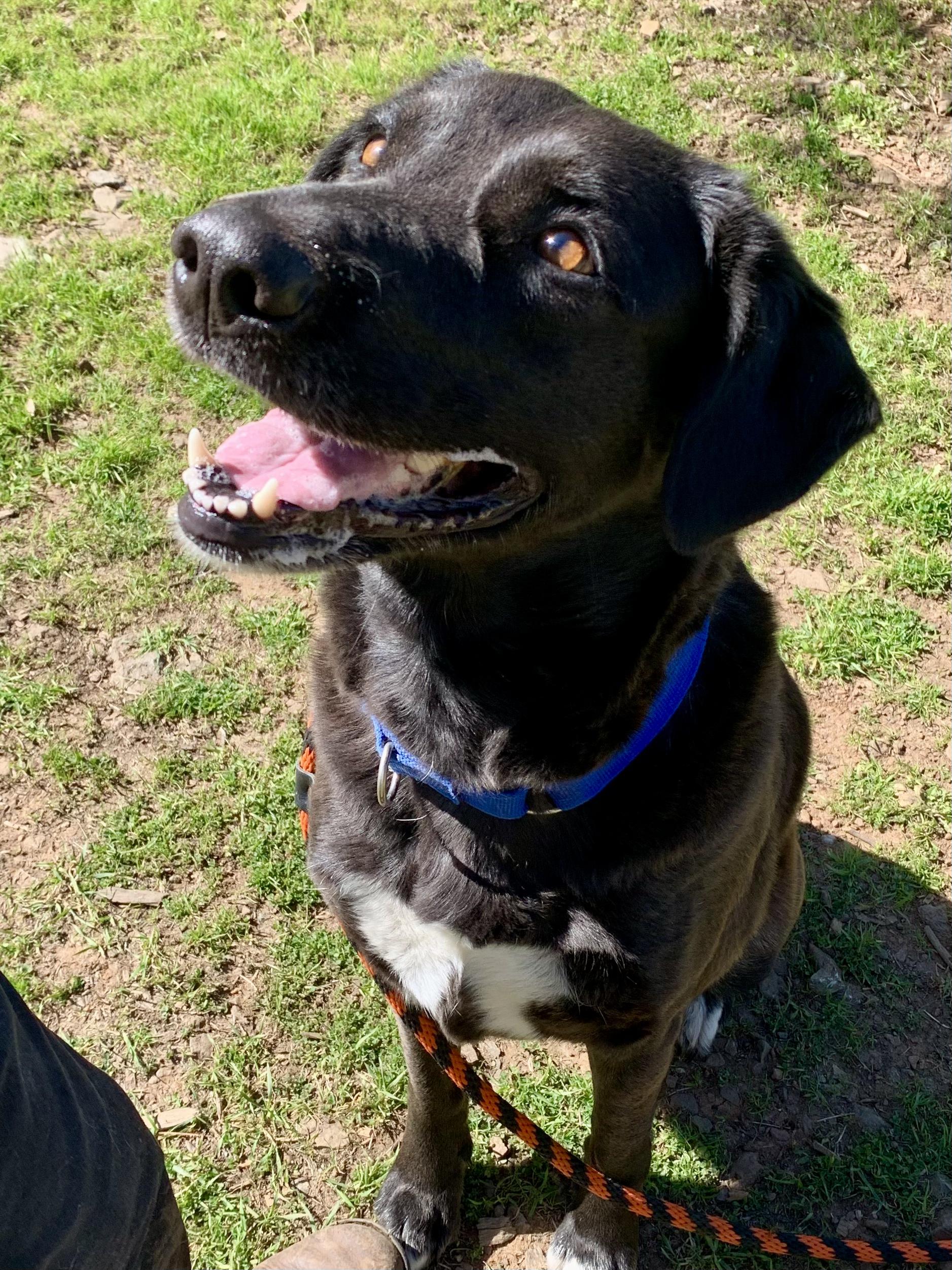 Enlarge Fern, a ADOPTABLE mixed breed in Grass Valley, CA image 5/5