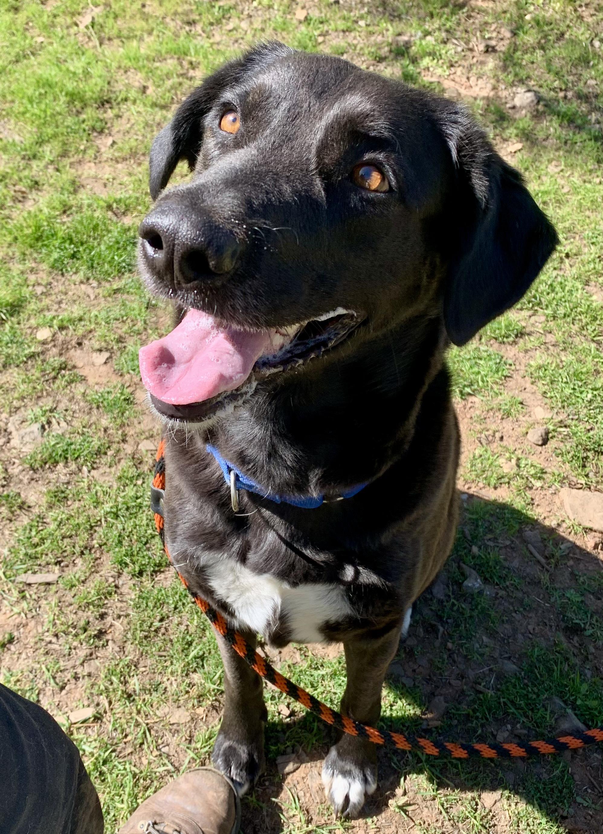 Enlarge Fern, a ADOPTABLE mixed breed in Grass Valley, CA image 4/5
