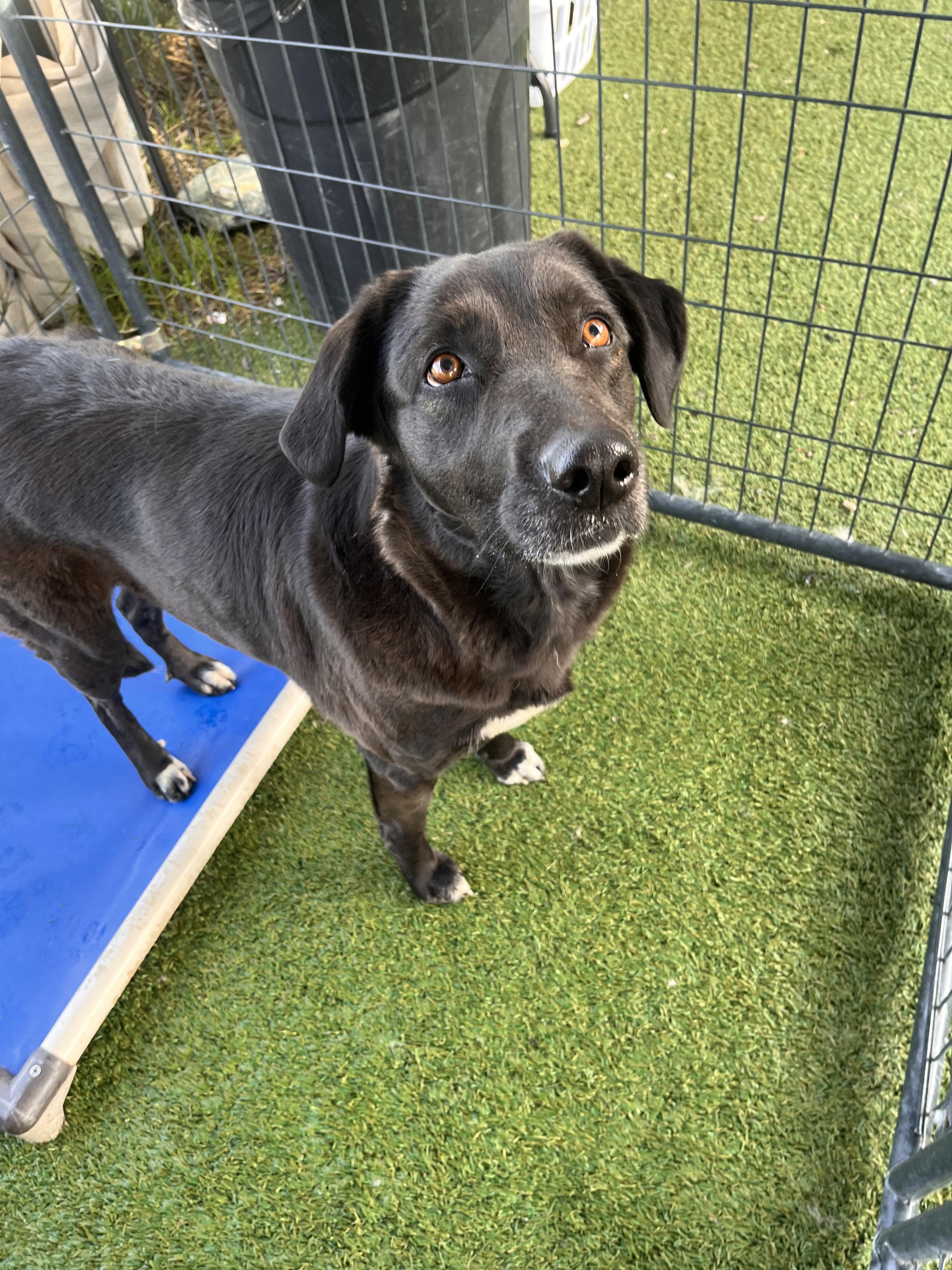 Enlarge Fern, a ADOPTABLE mixed breed in Grass Valley, CA image 2/5