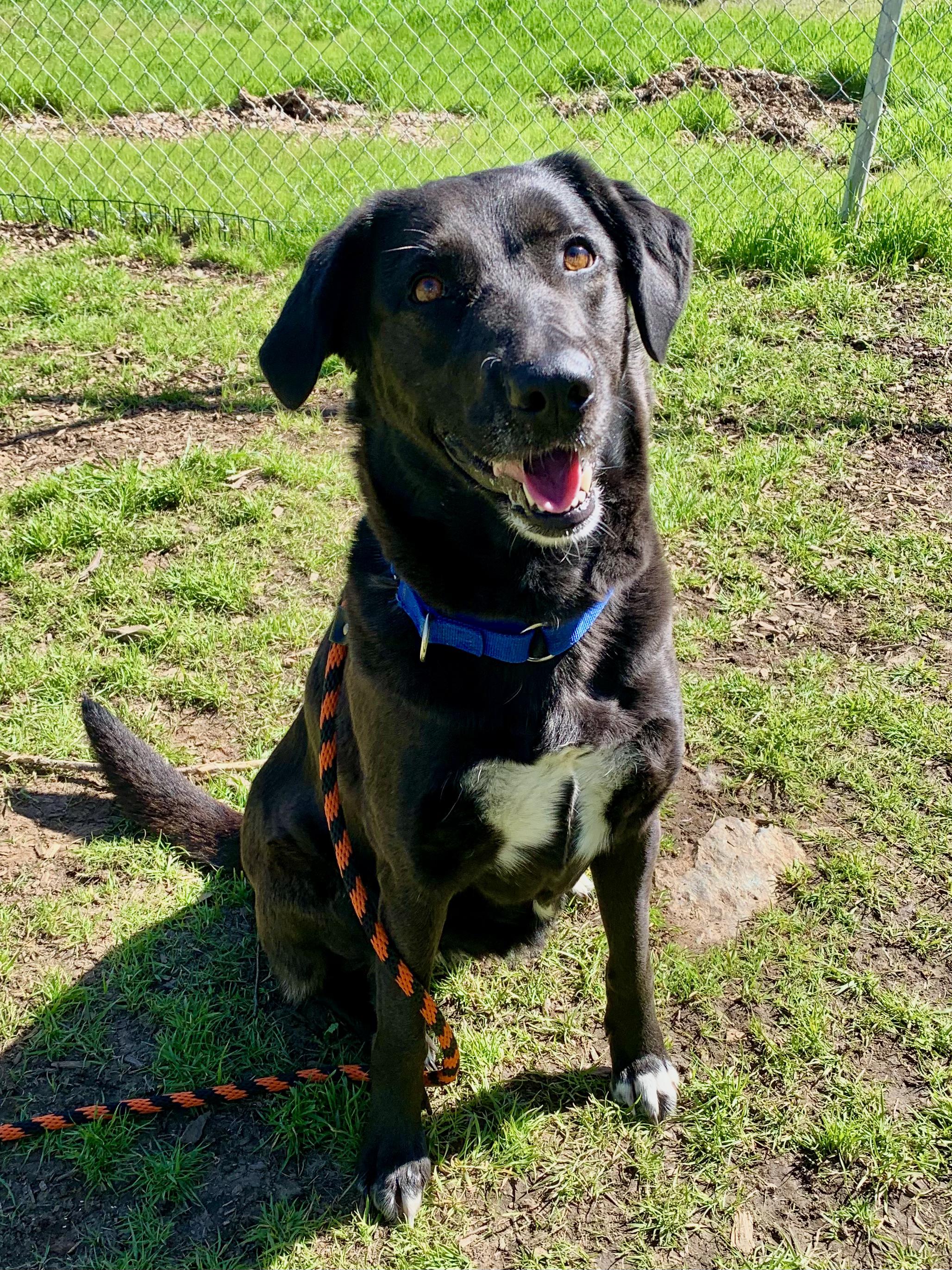 Fern, ADOPTABLE, Adult Female Black Labrador Retriever.