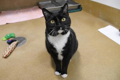 Kyle, Adoptable, Senior Male Domestic Medium Hair & Domestic Short Hair.