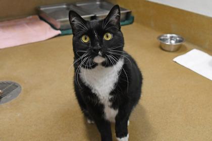 Enlarge Kyle, a Adoptable mixed breed in Scotia, NY image 3/3