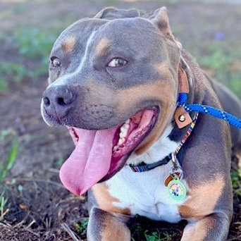 Marshall, a Adoptable American Staffordshire Terrier in Sun Valley, CA image 4/6