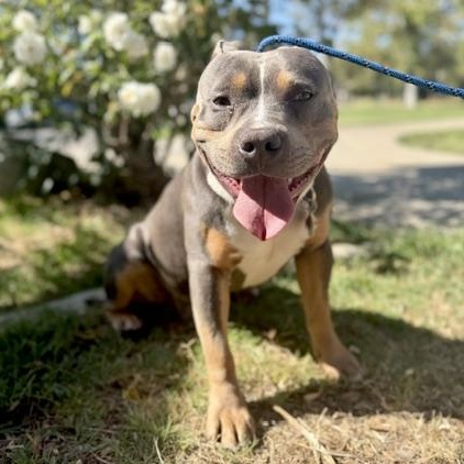 Marshall, Adoptable, Young Male American Staffordshire Terrier.