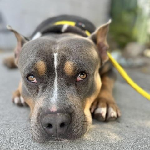 Marshall, a Adoptable American Staffordshire Terrier in Sun Valley, CA image 3/6