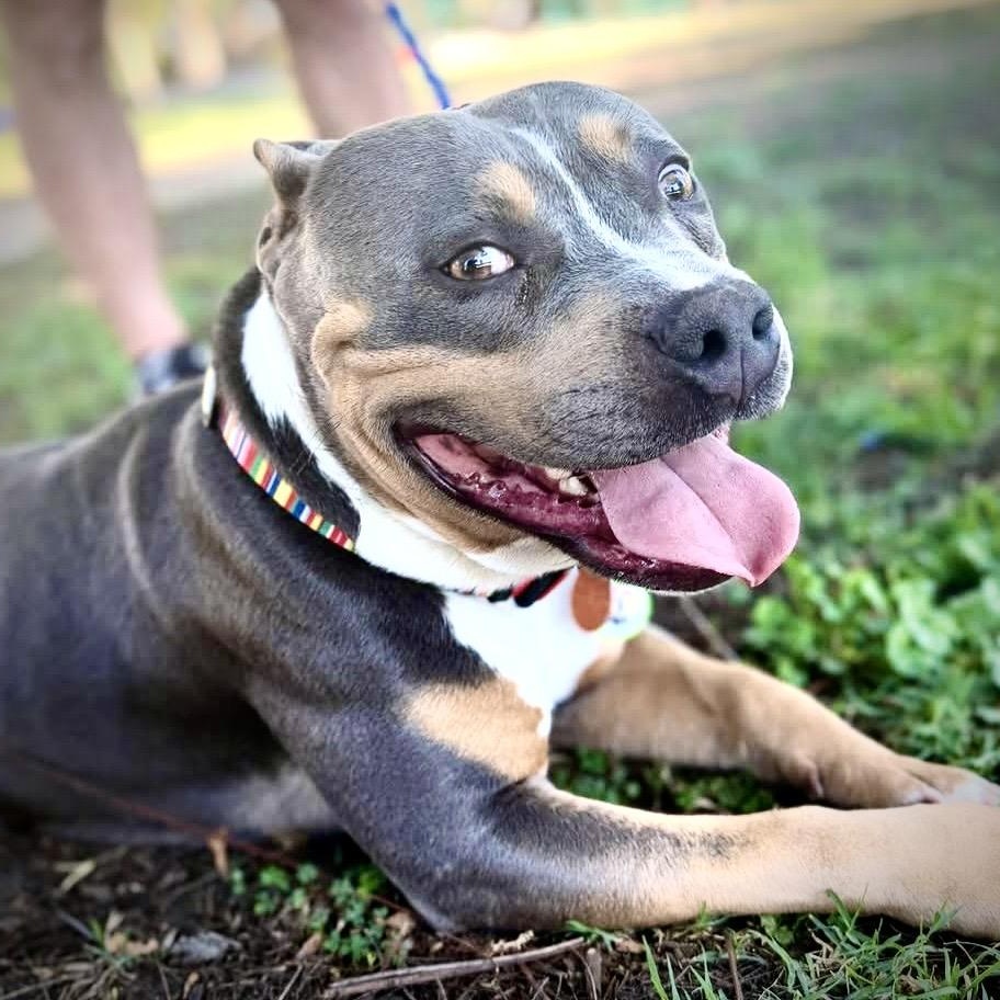 Marshall, a Adoptable American Staffordshire Terrier in Sun Valley, CA image 2/6