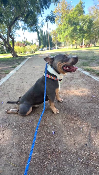 Enlarge Marshall, a Adoptable American Staffordshire Terrier in Sun Valley, CA video 6/6