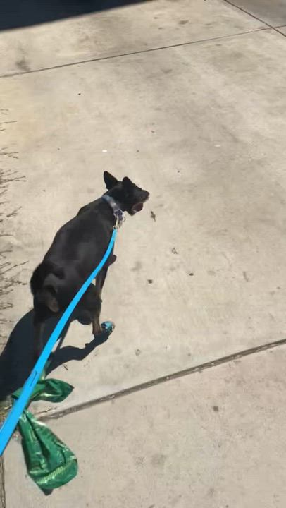 Enlarge Marshall, a Adoptable American Staffordshire Terrier in Sun Valley, CA video 5/6