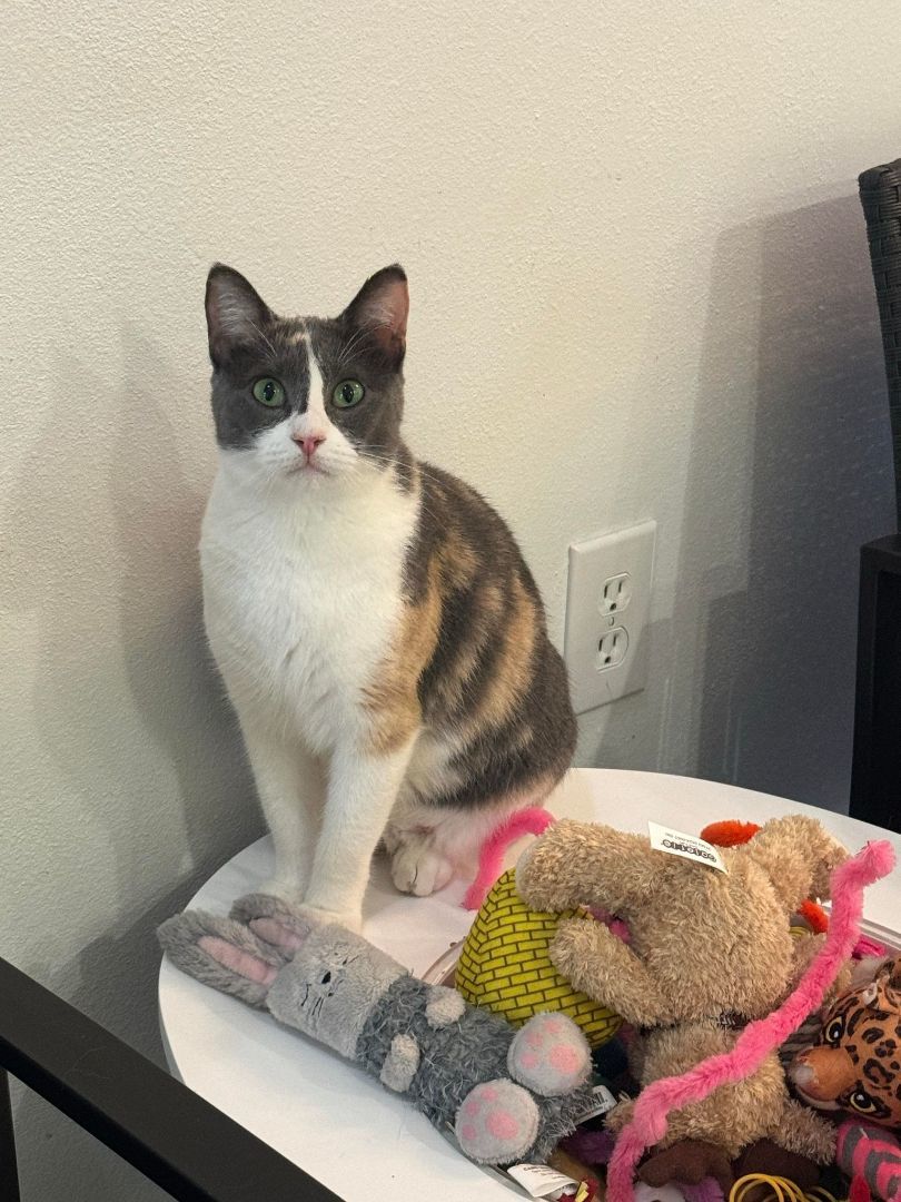 HONEY, Adoptable, Young Female Dilute Calico.