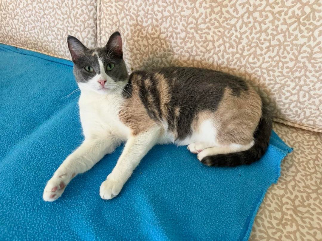 Enlarge HONEY, a Adoptable Dilute Calico in Flint, TX image 2/6