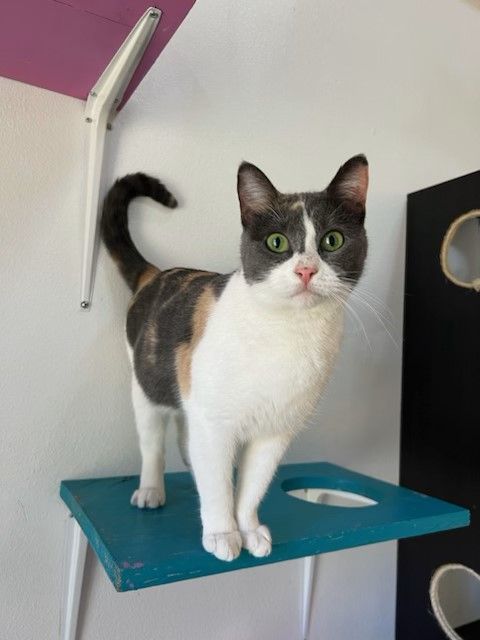 Enlarge HONEY, a Adoptable Dilute Calico in Flint, TX image 3/6