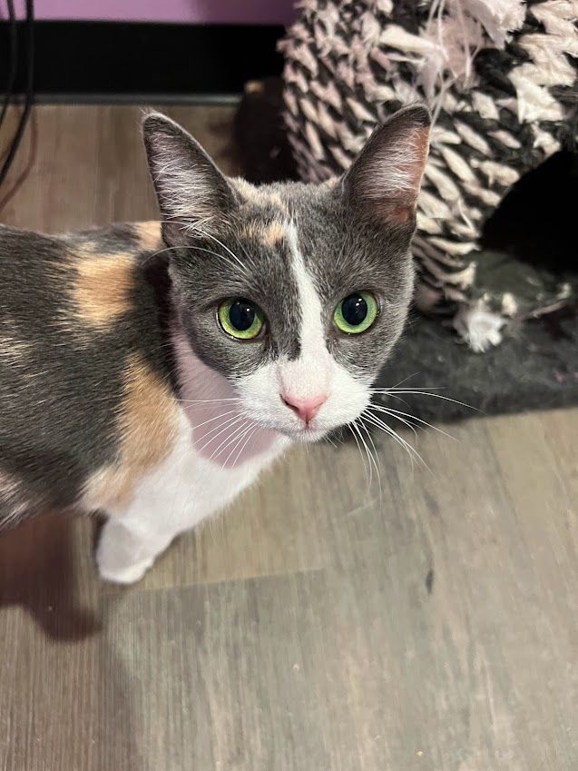 Enlarge HONEY, a Adoptable Dilute Calico in Flint, TX image 4/6