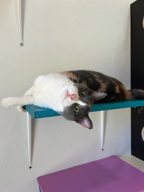 Enlarge HONEY, a Adoptable Dilute Calico in Flint, TX image 5/6