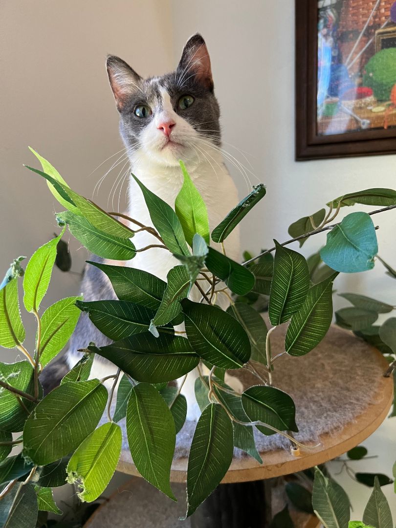 Enlarge HONEY, a Adoptable Dilute Calico in Flint, TX image 6/6