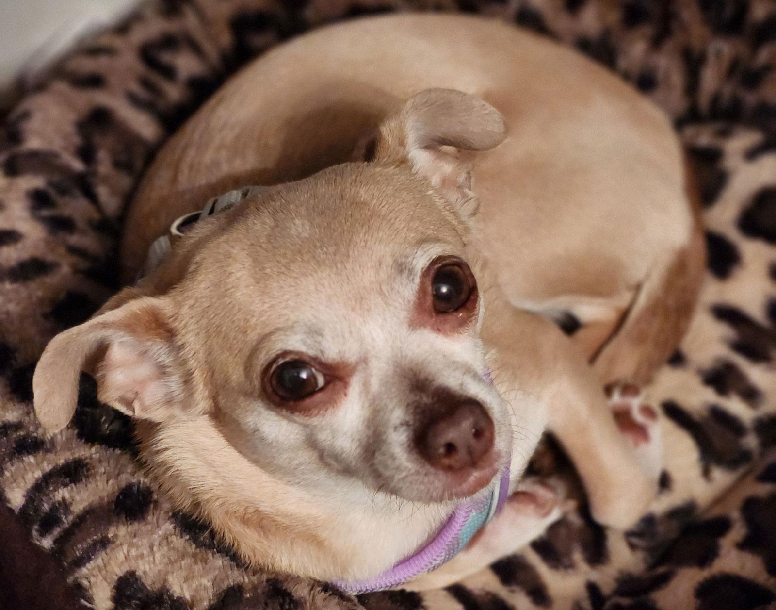 Sassy, Adopted, Adult Female Chihuahua.