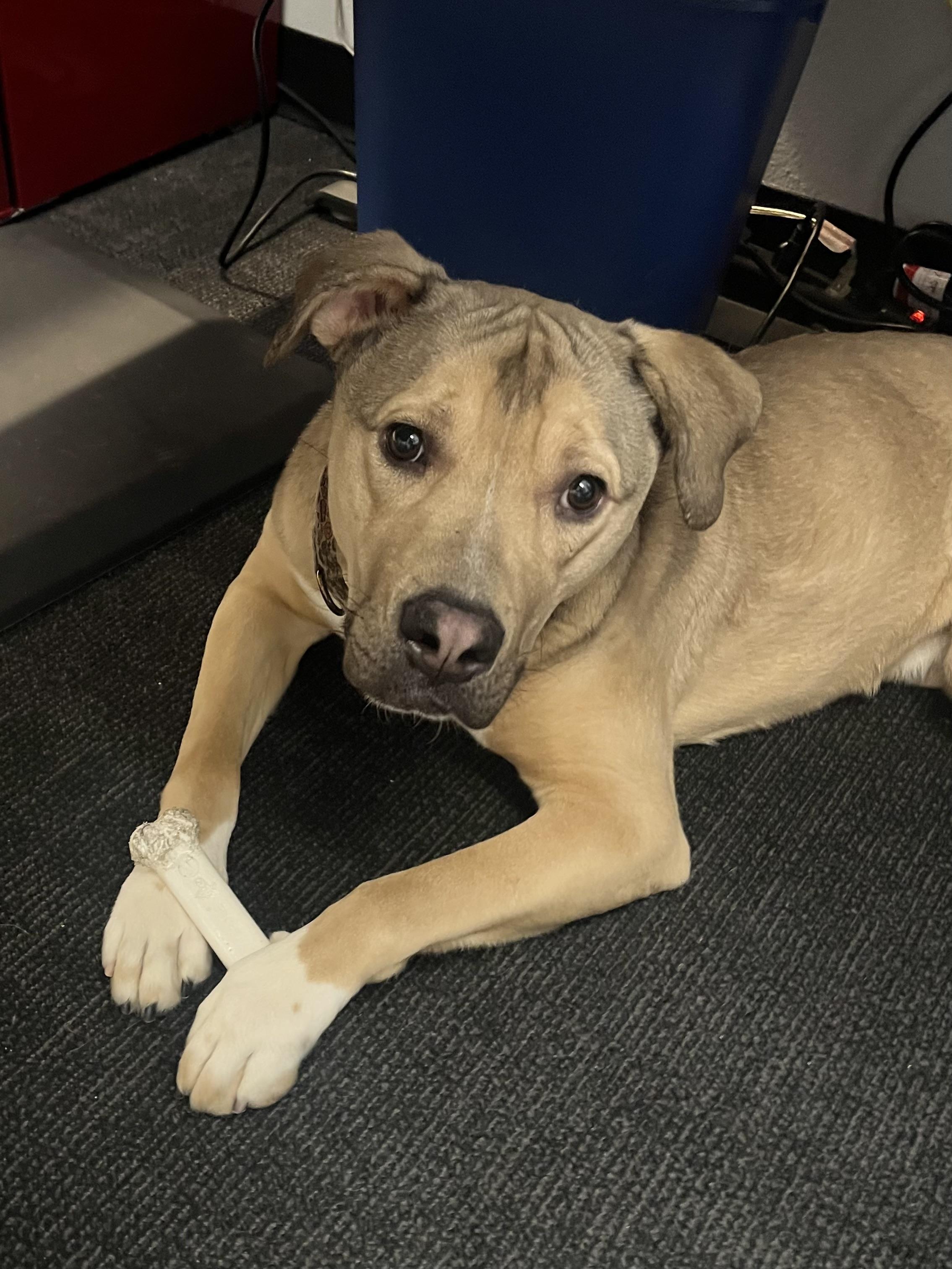 Optimus 3954, Adoptable, Young Male Black Mouth Cur.