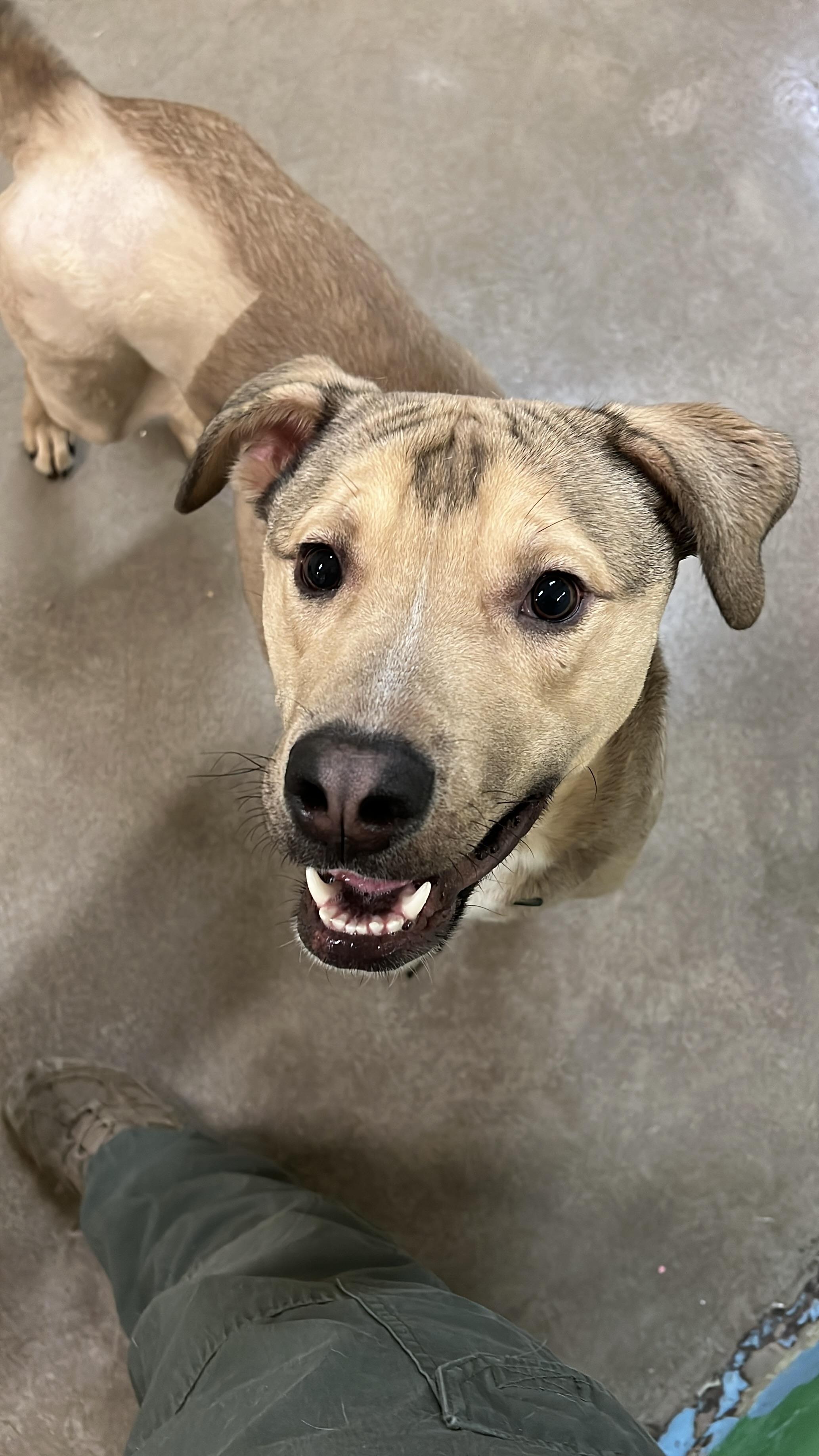 Optimus 3954, a Adoptable mixed breed in Phoenix, AZ image 2/2