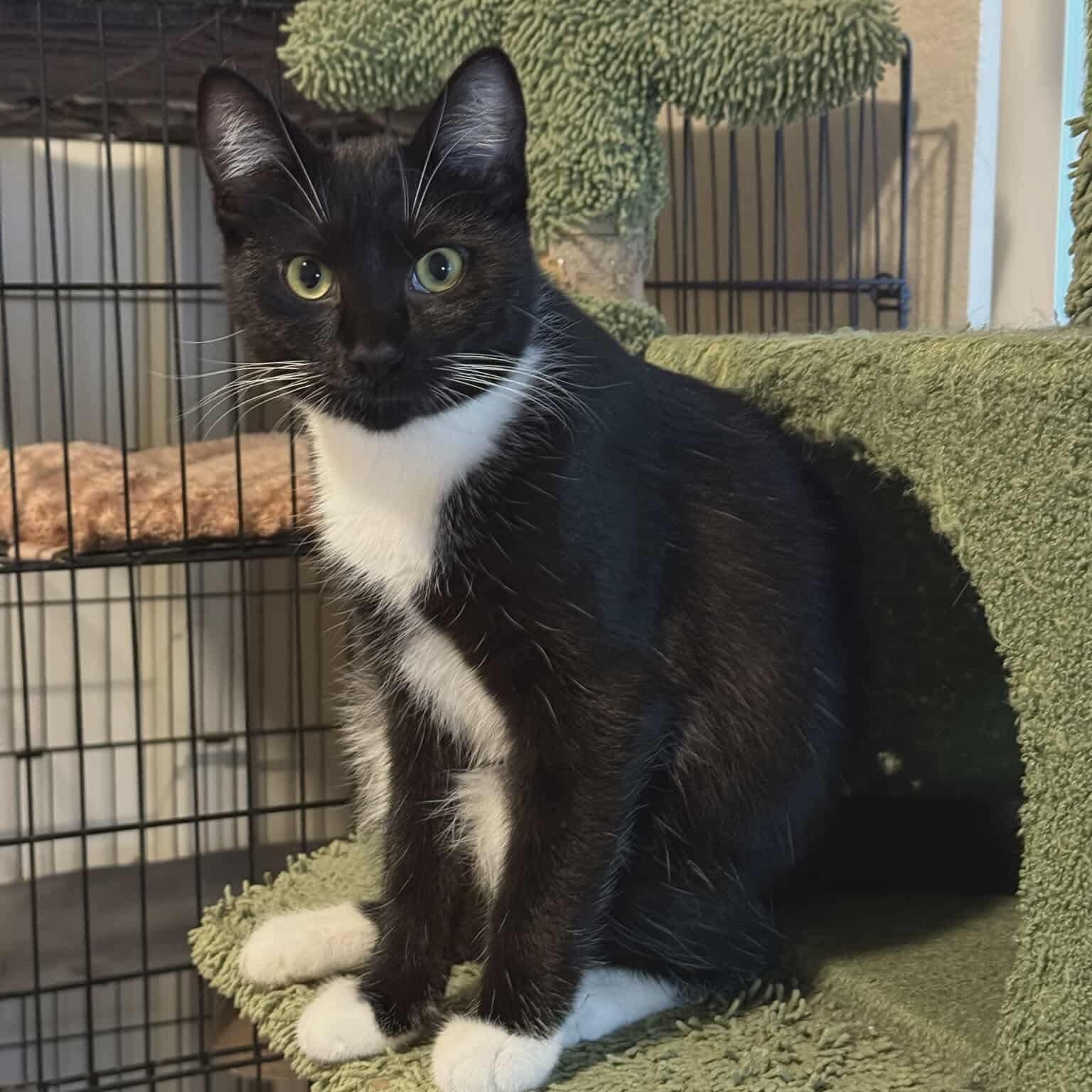 Callie - 20% off - Tuxedo Litter, Adoptable, Kitten Female Domestic Medium Hair & Tuxedo.