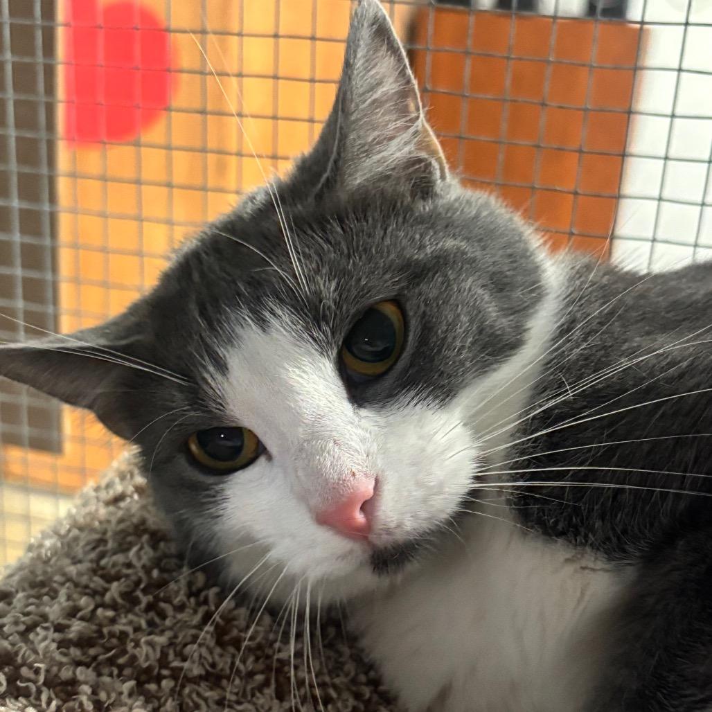 Phoebe 100C24, Adoptable, Adult Female Domestic Short Hair & Domestic Short Hair.