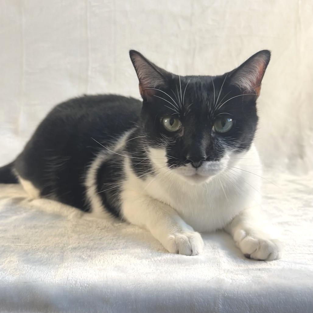 Enlarge Eddie, a Adoptable Domestic Short Hair in Johnson City, TN image 1/3