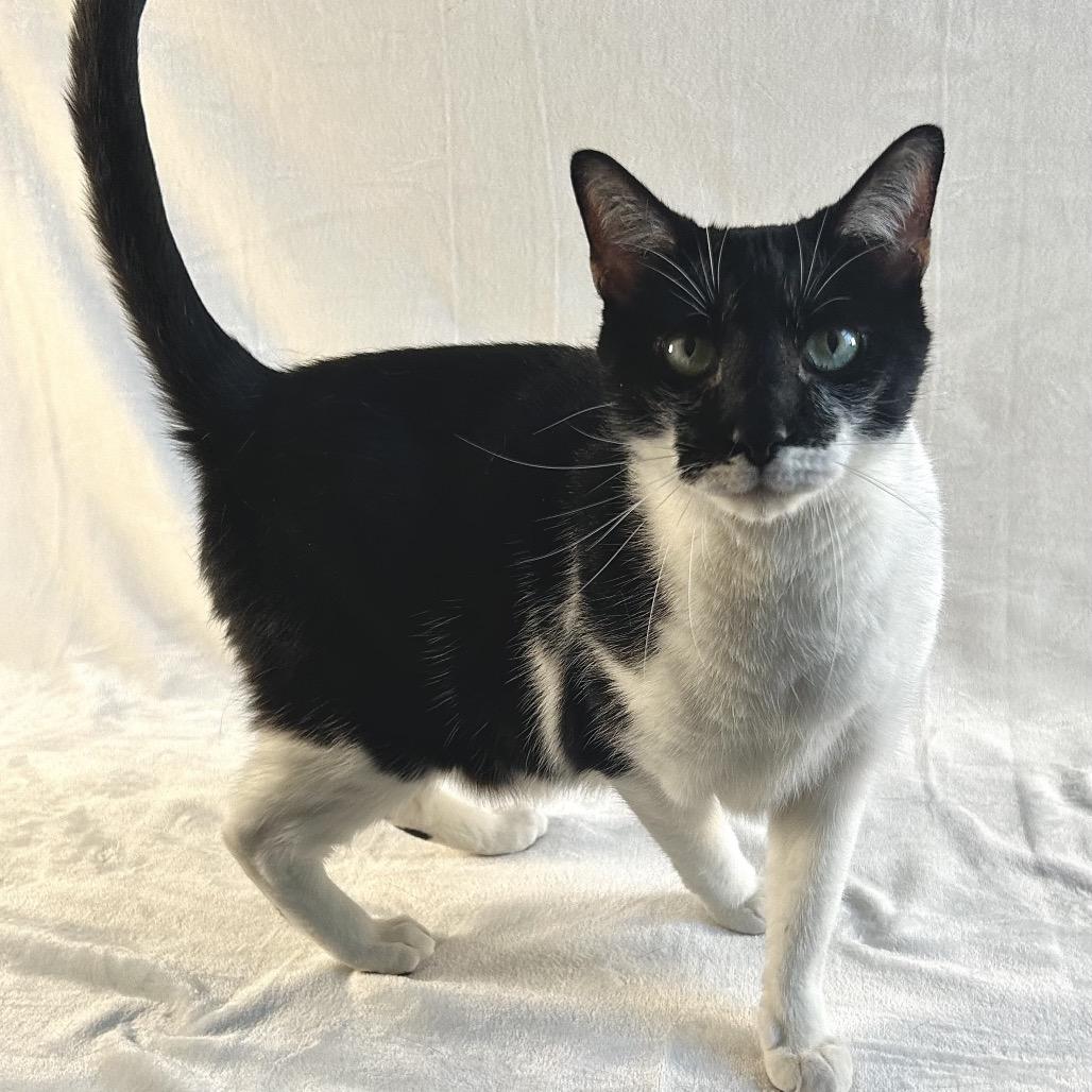 Enlarge Eddie, a Adoptable Domestic Short Hair in Johnson City, TN image 2/3