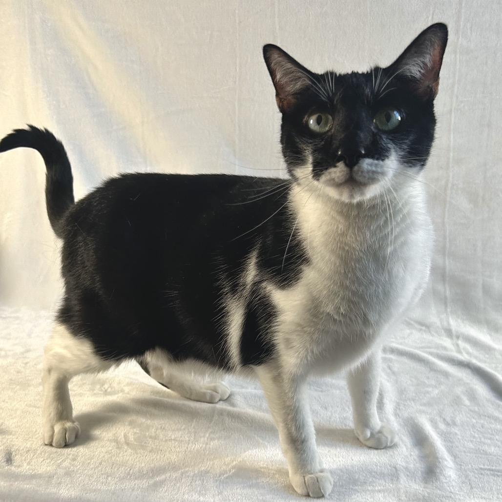 Enlarge Eddie, a Adoptable Domestic Short Hair in Johnson City, TN image 3/3