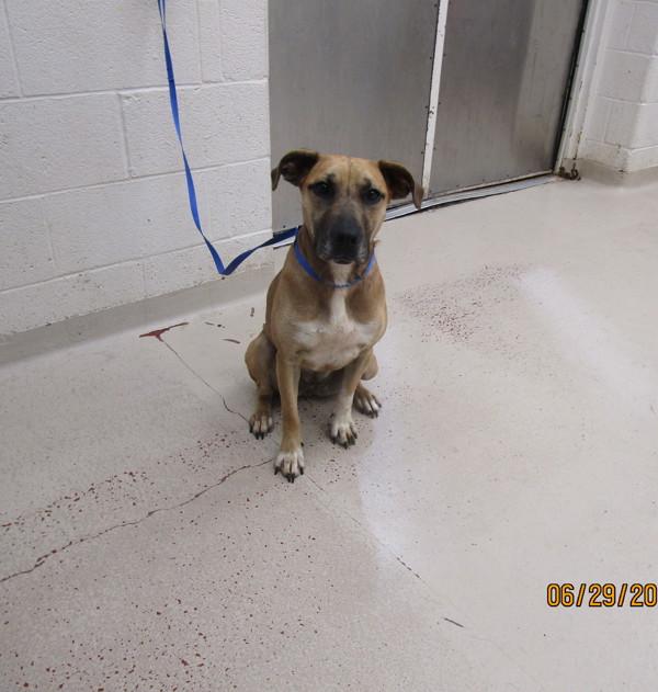 Pupcake(47), Adoptable, Adult Female Shepherd.