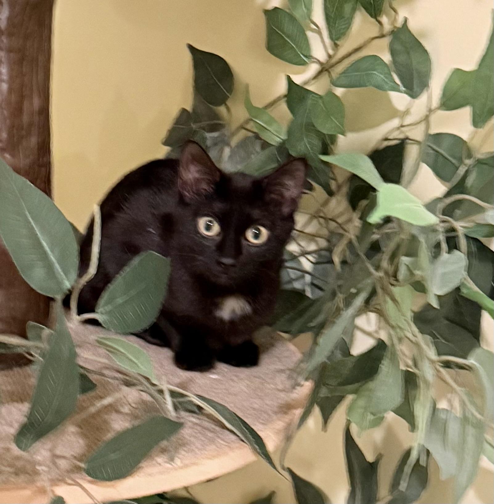 Itsy, ADOPTABLE, Kitten Female Domestic Short Hair.