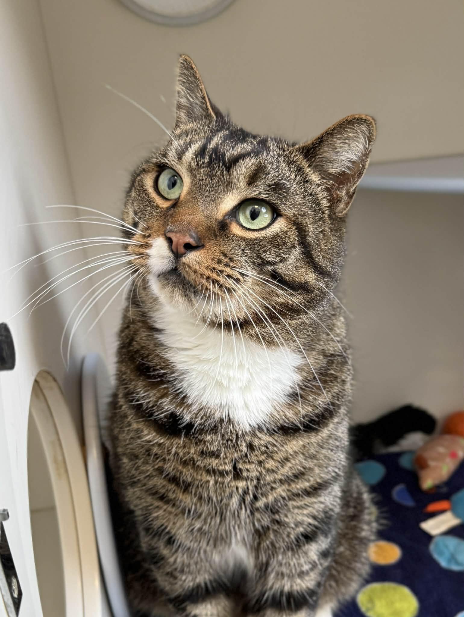 Moose, Adoptable, Young Male Domestic Short Hair.