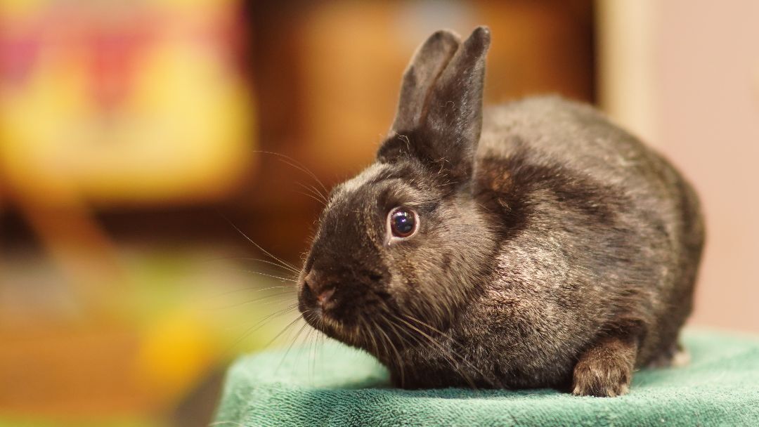 Hitch, Adoptable, Adult Female Bunny Rabbit.