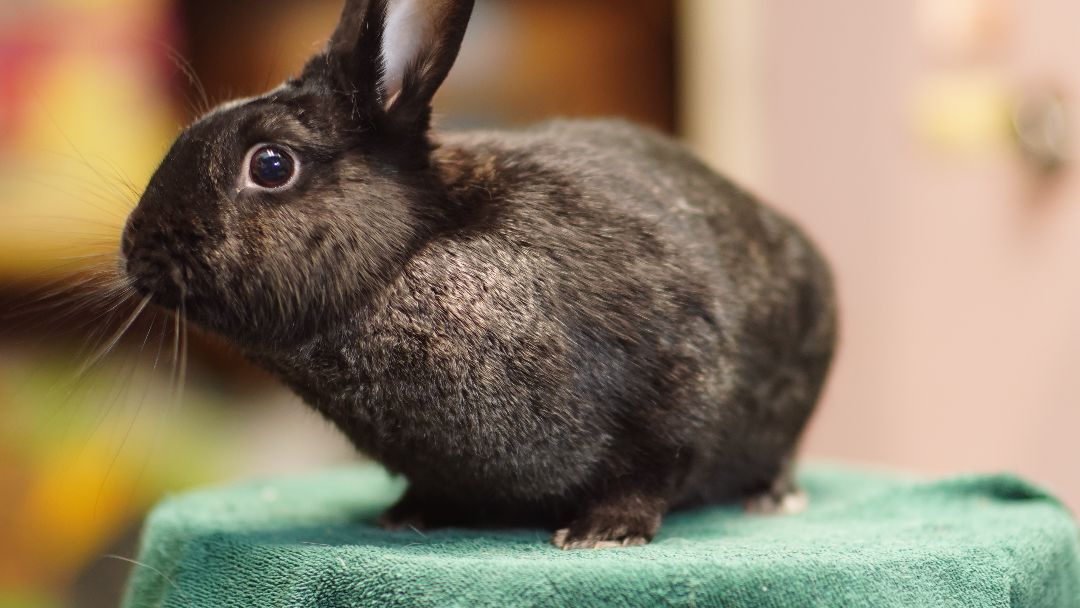 Hitch, Adoptable, Adult Female Bunny Rabbit.