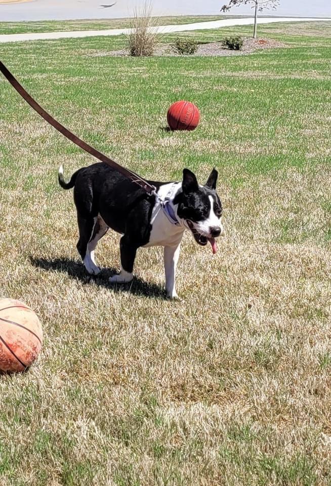 Enlarge Beetlejuice  A047632, a Adoptable mixed breed in Sharpsburg, GA image 1/6
