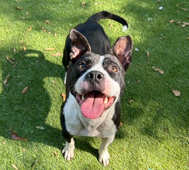 Enlarge Beetlejuice  A047632, a Adoptable mixed breed in Sharpsburg, GA image 2/6