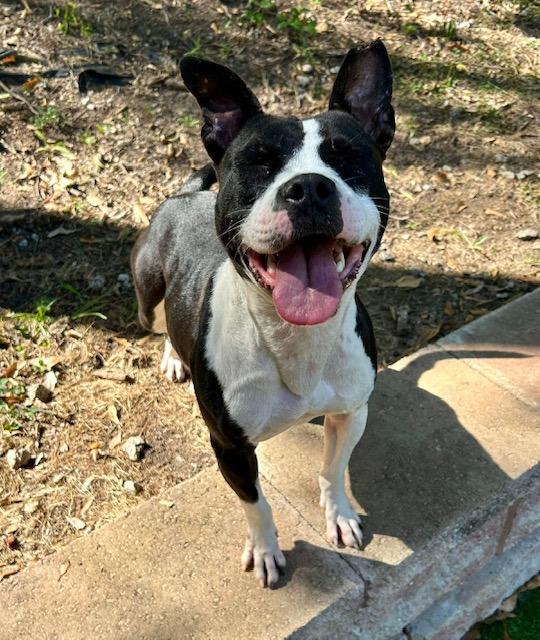 Beetlejuice  A047632, Adoptable, Adult Male Staffordshire Bull Terrier & Mixed Breed.