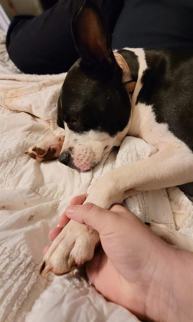 Beetlejuice A047632, a Adoptable mixed breed in Sharpsburg, GA image 4/6