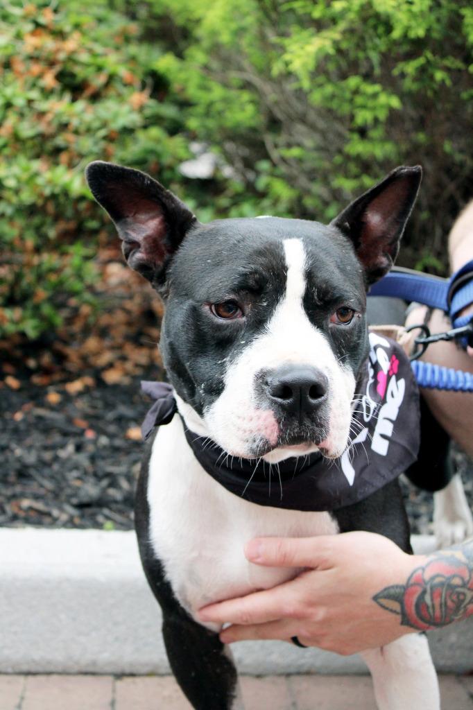 Enlarge Beetlejuice  A047632, a Adoptable mixed breed in Sharpsburg, GA image 6/6