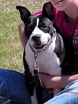 Beetlejuice A047632, a Adoptable mixed breed in Sharpsburg, GA image 6/6