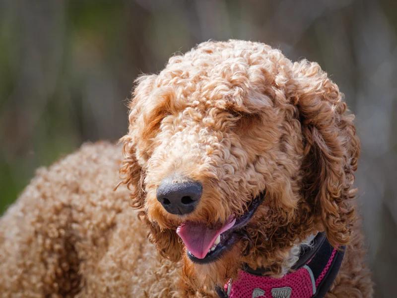 Flint, ADOPTABLE, Adult Male Standard Poodle.
