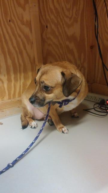 Dot, a Adopted mixed breed in Findlay, OH image 1/2