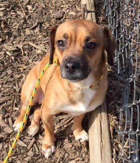 Dot, a Adopted mixed breed in Findlay, OH image 2/2