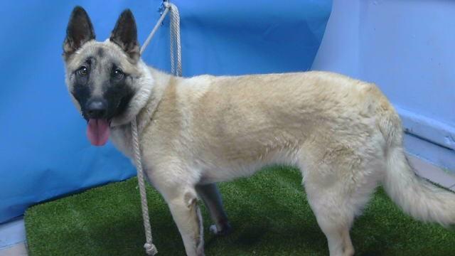 TRINITY, Adoptable, Young Female German Shepherd Dog & Belgian Shepherd / Malinois.