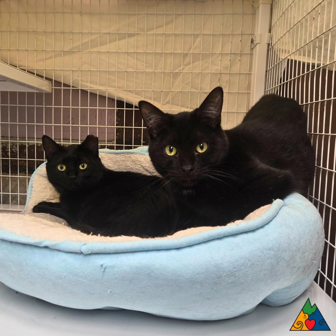 Filly, a ADOPTABLE Domestic Short Hair in Douglas, WY image 3/3