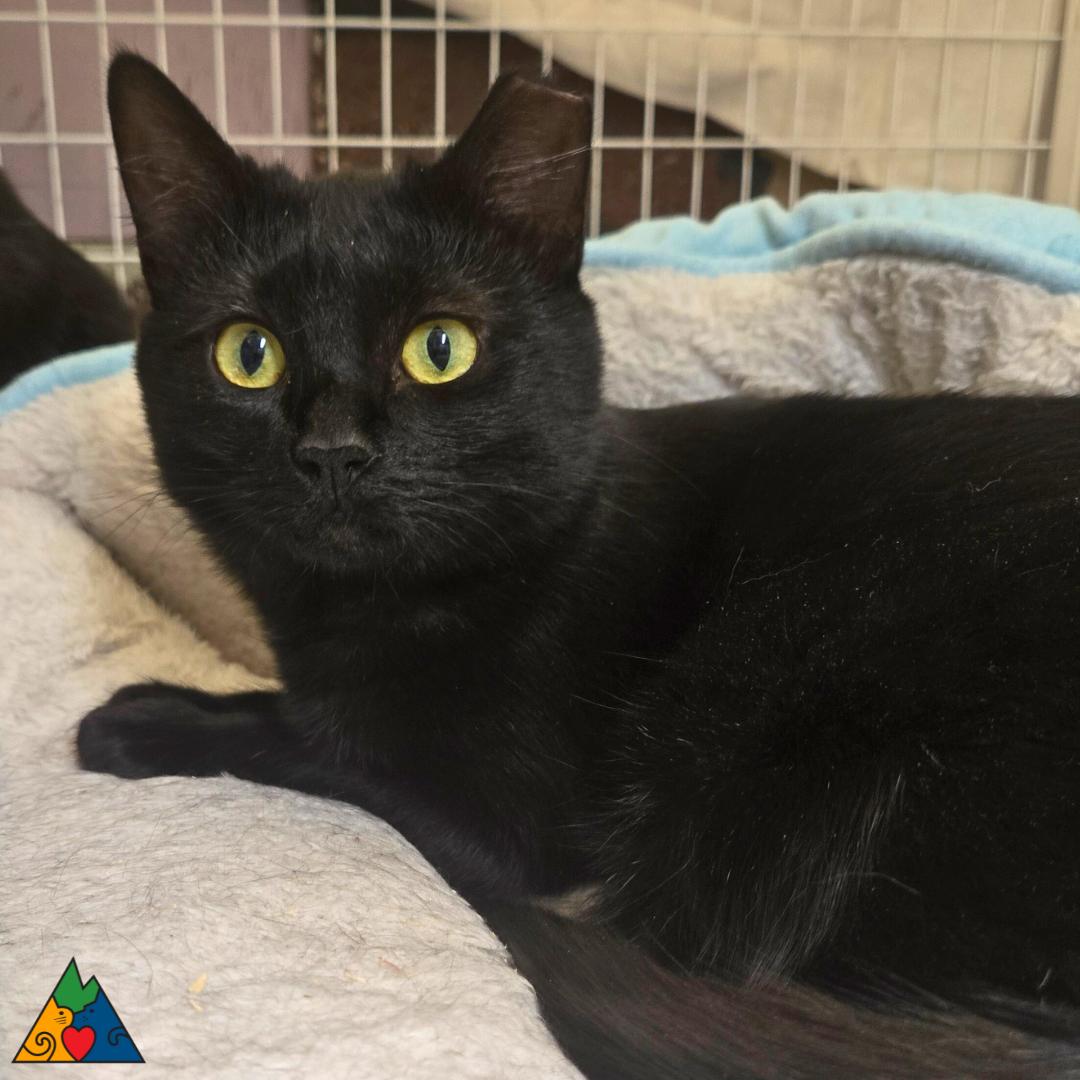 Filly, ADOPTABLE, Young Female Domestic Short Hair.