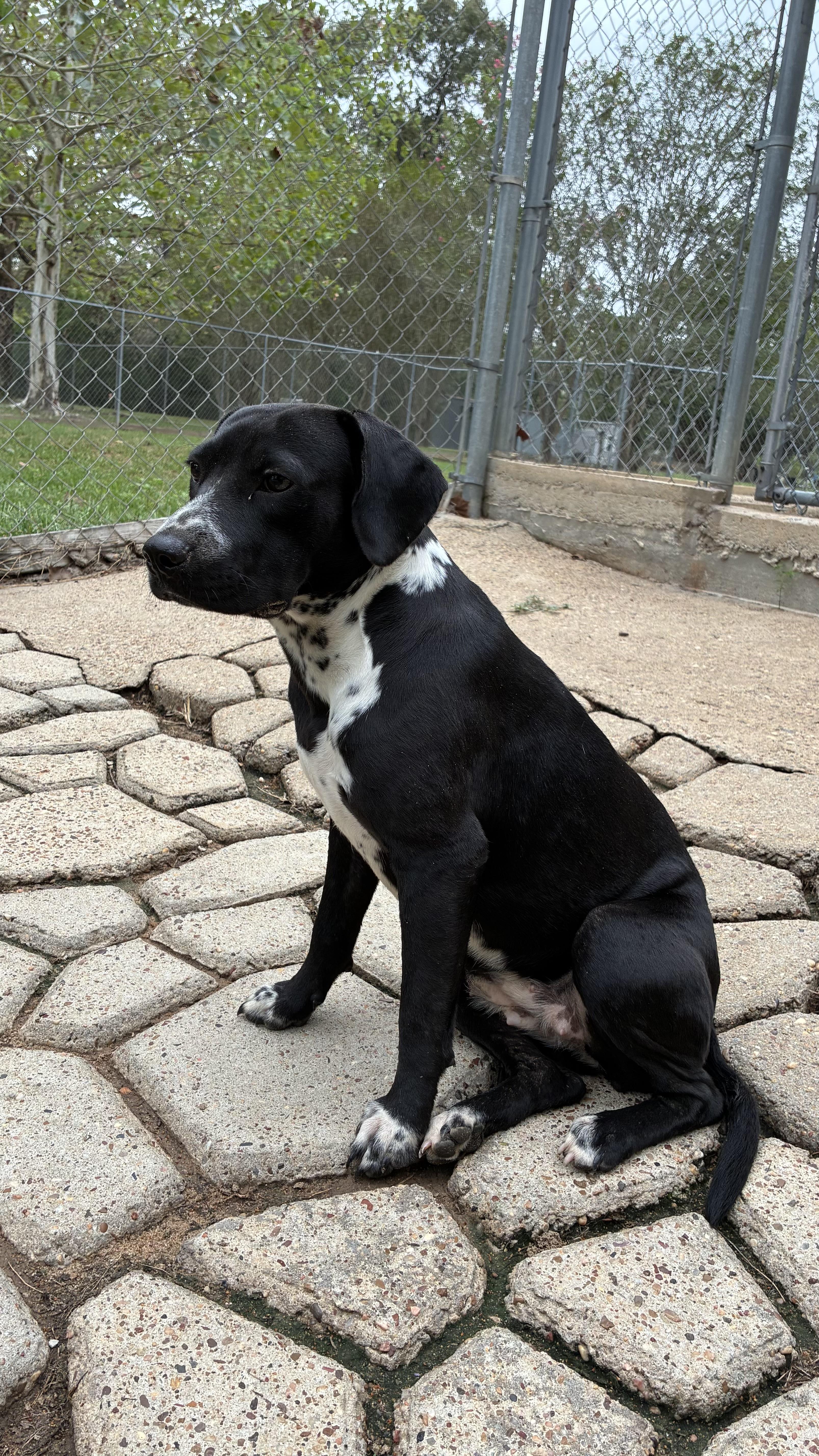 Enlarge Camilla, a Adoptable mixed breed in conroe, TX image 3/3