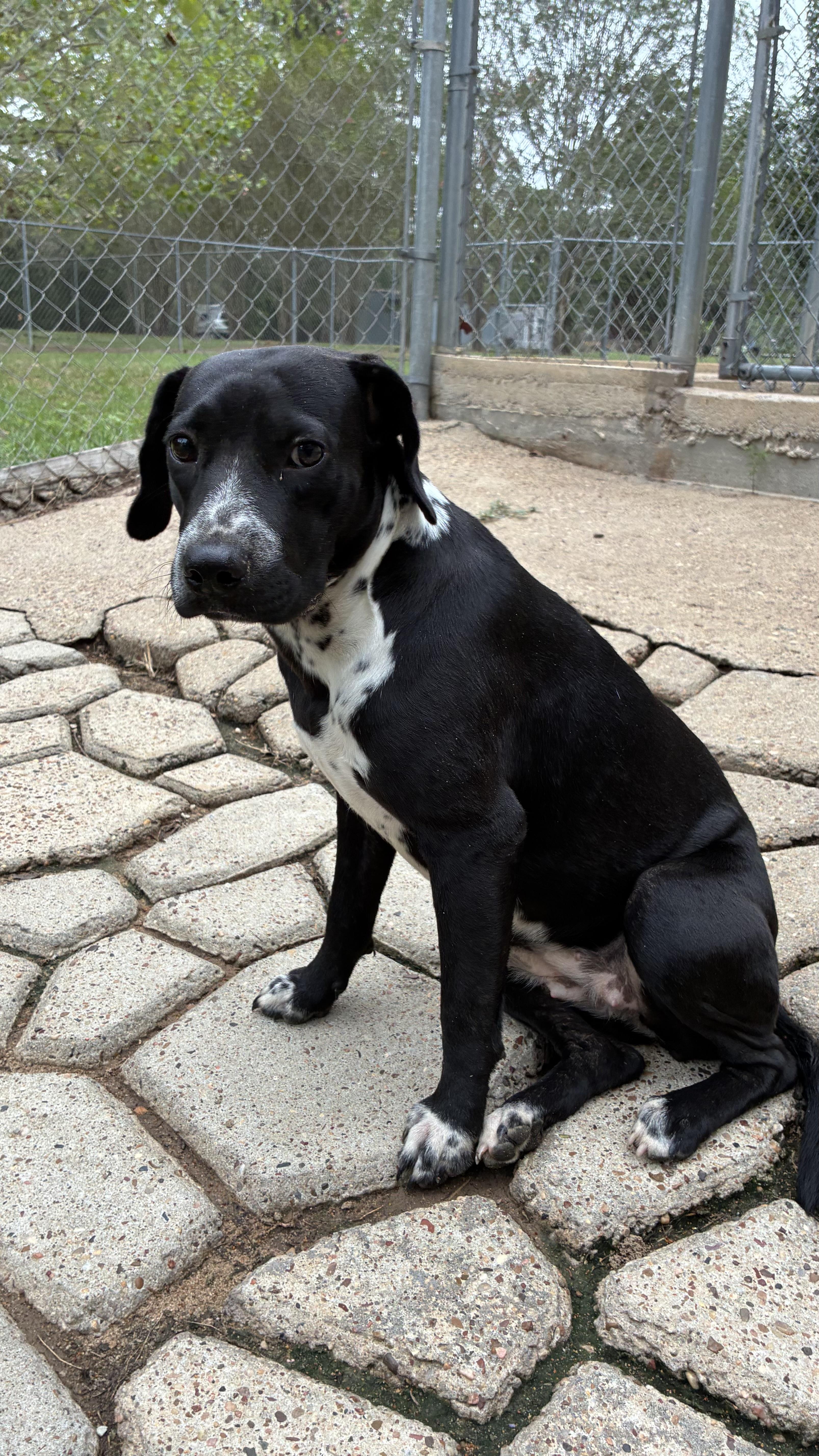 Enlarge Camilla, a Adoptable mixed breed in conroe, TX image 2/3