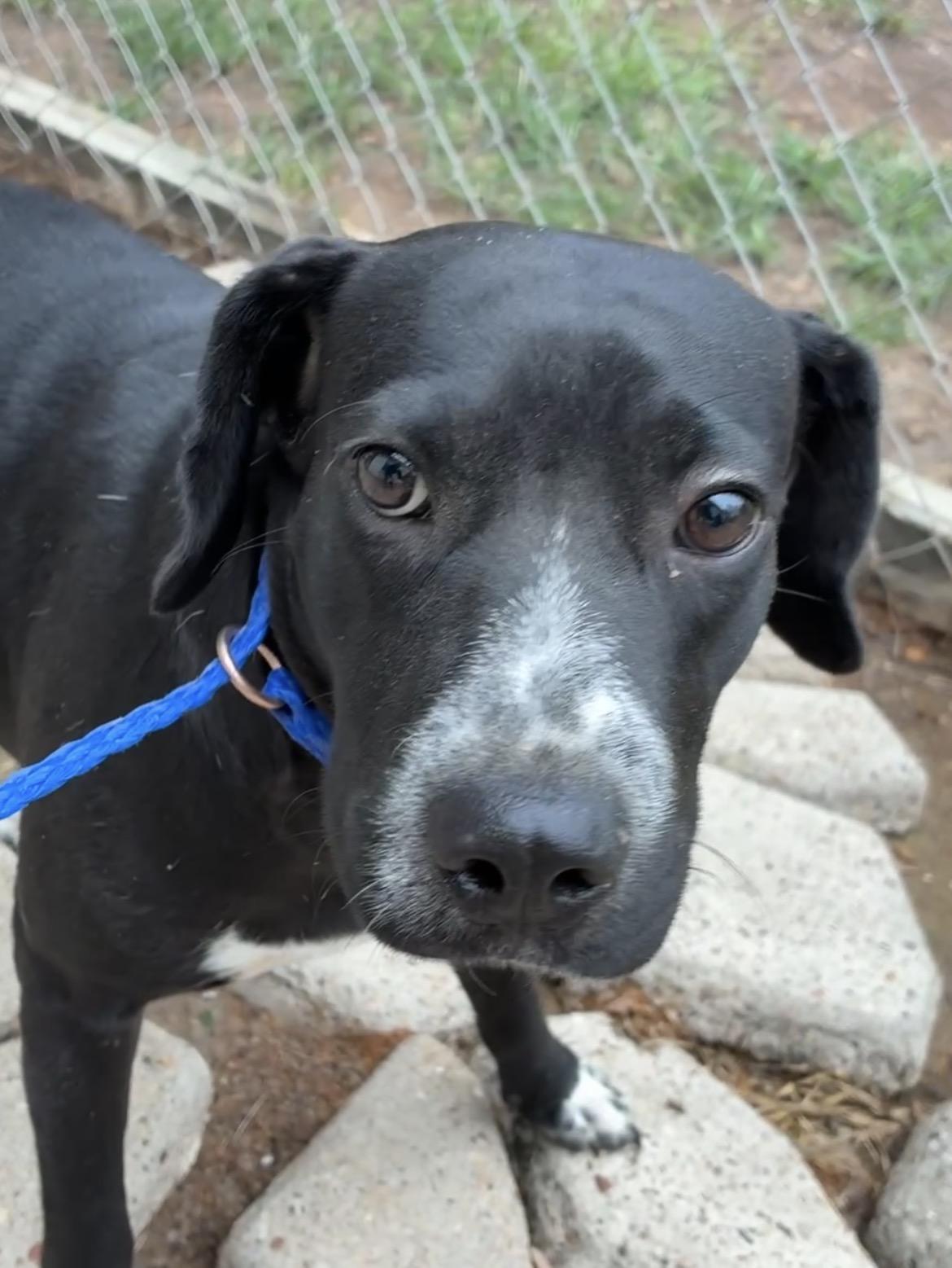 Camilla, Adoptable, Young Female Labrador Retriever & Australian Cattle Dog / Blue Heeler.